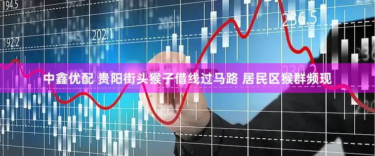 中鑫优配 贵阳街头猴子借线过马路 居民区猴群频现